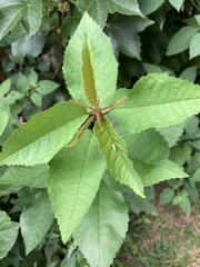 Magnoliopsida