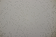 Limacella delicata glioderma