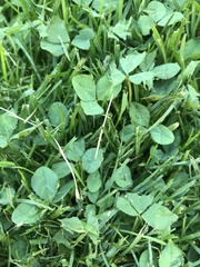 Trifolium repens