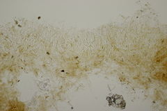 Limacella delicata glioderma