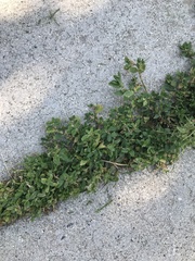 Polygonum aviculare