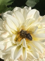 Apis mellifera