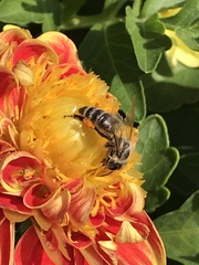 Apis mellifera