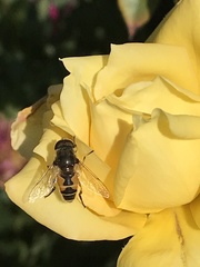 Eristalis arbustorum