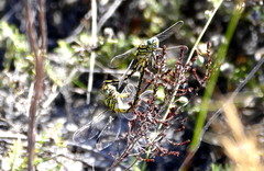 Ceratogomphus pictus