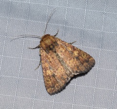 Perigea