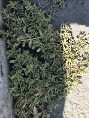 Portulaca oleracea