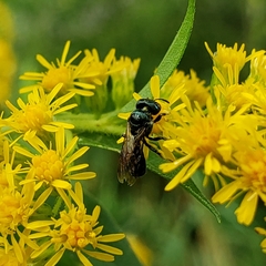 Ceratinini