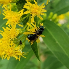Ceratinini