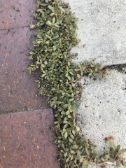 Portulaca oleracea