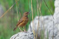 Flappet Lark photo 1