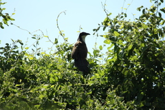 Centropus senegalensis