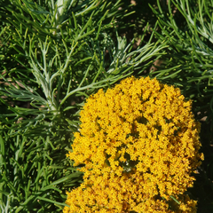 Hymenolepis