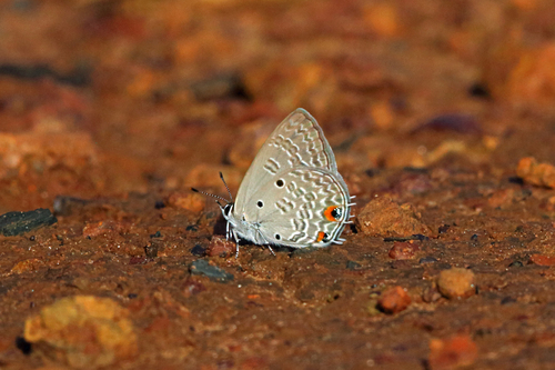 Lunulate Hairtail