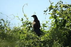 Centropus senegalensis