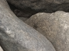 Dolomedes tenebrosus