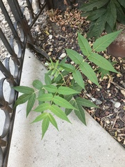 Ailanthus altissima