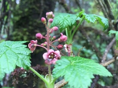 Ribes laxiflorum