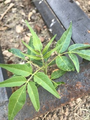 Ailanthus altissima