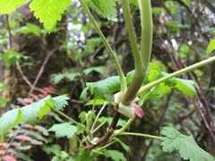 Ribes laxiflorum