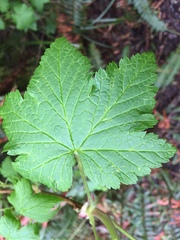 Ribes laxiflorum