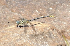 Ceratogomphus pictus