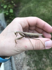 Mantis religiosa