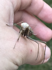 Mantis religiosa