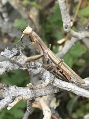 Mantis religiosa