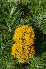 Hymenolepis