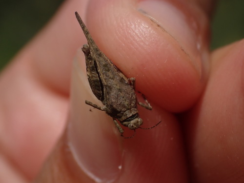 Obalni monaški skakavac (Paratettix meridionalis)