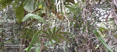 Salpichlaena volubilis