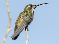 Anthracothorax nigricollis