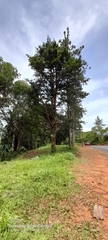 Podocarpus guatemalensis