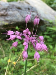 Allium carinatum pulchellum