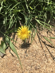 Taraxacum officinale