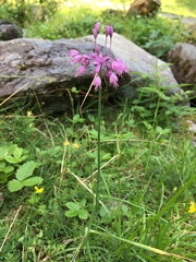 Allium carinatum pulchellum