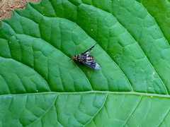 Diptera