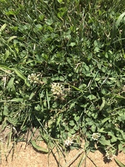 Trifolium repens