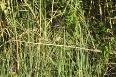 Cisticola pipiens