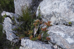 Erica thomae thomae