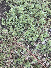 Portulaca oleracea