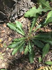 Taraxacum officinale