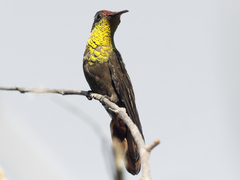 Chrysolampis mosquitus