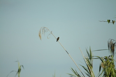 Lagonosticta nitidula