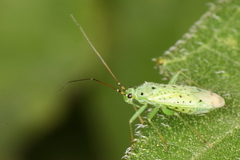 Ilnacora stalii