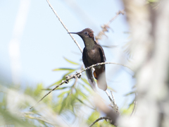 Chrysolampis mosquitus