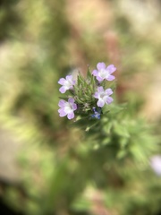 Verbena bracteata