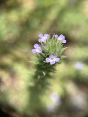 Verbena bracteata