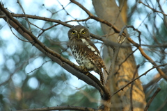 Glaucidium capense